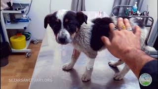 Rescuing a stray puppy that who was taken away from her mother - Little Farinaz