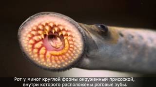 Необычные животные#1 - Самые невероятные животные (Минога)
