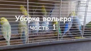 ☕ Удобно ли стайке птенцов волнистого попугая в волере для грызунов