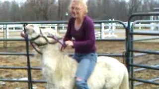 Girl Riding Mini Horse. Pony