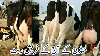 Aj Doli shaheed mandi main kaisay kaisay janwar thy????ur un ky kia rate thy?Full detils in video