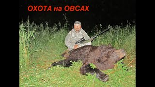 Охота на Медведя с лабаза. Охота в Кировской области на овсах.