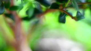 MOSS - Природные флорариумы в Москве