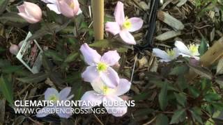 Clematis Montana Rubens