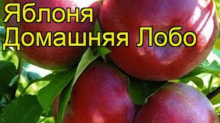 Яблоня домашняя Лобо. Краткий обзор, описание характеристик, где купить саженцы malus domestica