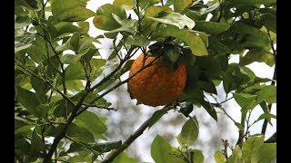 PERFECT UPDATE/ PERFECT UPDATE ON THE PLANTS & TREES IN MY YARD/CHERYLS HOME COOKING/EPISODE 707