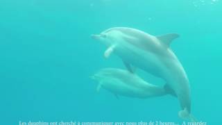 Nager avec les Dauphins Bateau ANNETT Mai 2017