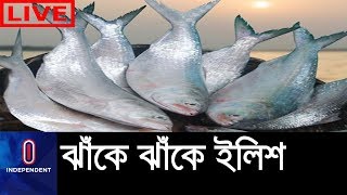 দাম কম থাকায় বেচাকেনাও জমজমাট || Hilsha|| Ilish Mach