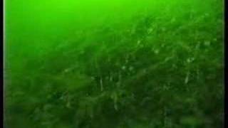 Подводный мир озера Могильное