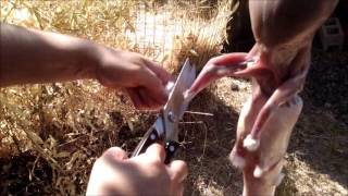 (GRAPHIC) How to Butcher Meat Rabbits From Start to Finish for 4-H or FFA