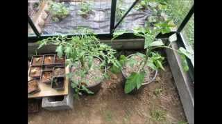 Growing Tomatoes in Hydroponics- Coco Coir-No Power or Pumps
