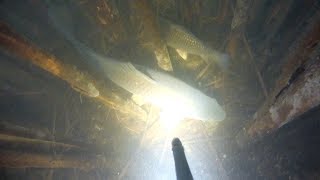 НАШЕЛ ХОРОШИЙ ПРОЗРАК,СУДАКОВ И САЗАНА.Подводная охота декабрь  2019.spearfishing