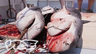The Shark Hunters of Japan (Part 2/2)