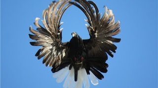 Pigeons Serpasto from Russia / Серпастые голуби из России