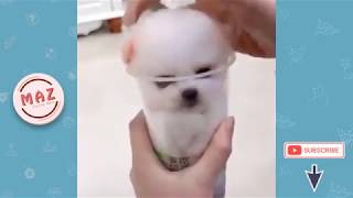 ? Funniest ? Dogs And ?Cats - Funny Cats Doing Stupid Things ? #5