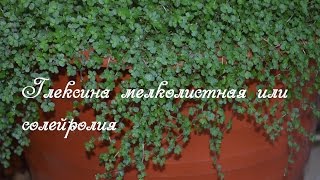 Почвопокровное растение.  Глексина мелколитстная для мульчирования кашпо с растением
