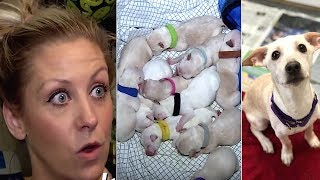 Pregnant Chihuahua Has Big Belly But After 10th Puppy Arrives Foster Mom Learns Her Even...