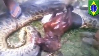 Анаконда заглотила несчастного питбуля