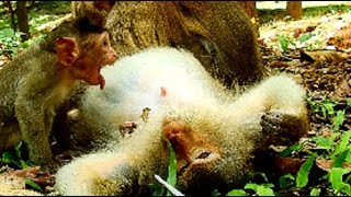 You'll be crying with this baby in Mark group most poor thing real life of baby monkey..