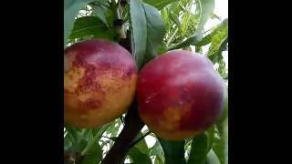 Сорт нектарина Квин Леди ( Queen Lady® ) 25.07.2017г.