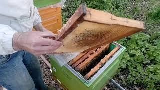 Сегодня на пасеке, 19 апреля 2019 г. Устанавливаю разделительные решетки.