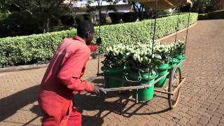 Rosas sin espinas, rosas de comercio justo de Kenia