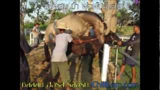 Breeding Stallion Horses รับผสมพันธุ์ม้า @ ChillLom Horse Resort