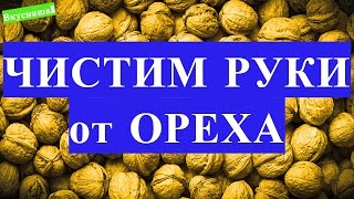 Как отмыть РУКИ от ОРЕХА. Чем отмыть руки от грецкого ореха, зеленых орехов в домашних условиях
