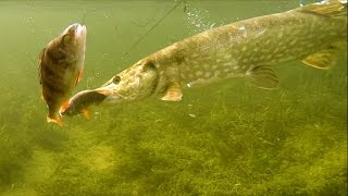 Рыбалка: щука атакует приманку мёртвую рыбку под водой, плотва или окунь. Полное видео.