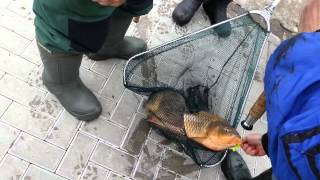 Сазан из Припяти