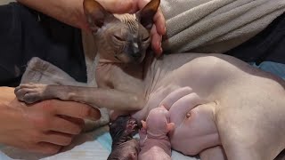 Sphynx cat is giving birth to 3 kittens?Emotional?
