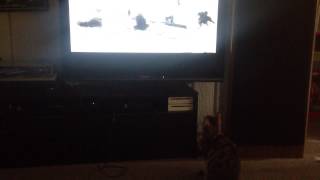 My cat watching Tarkovsky's Andrei Rublev