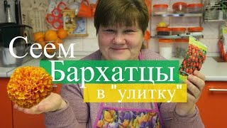 Сеем бархатцы в "улитку". Просто и эффективно.  (07.03.2016 г.).