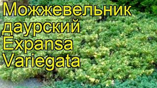 Можжевельник даурский Экспанса Вариегата. Краткий обзор juniperus davurica Expansa Variegata