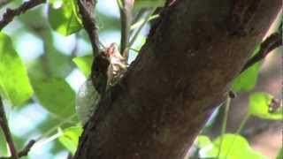 Cicada | Цикада.