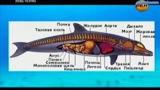 Центральный компьютер Вселенной. Тайны высшего разума