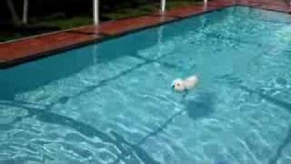 Bichon Frise swims fast across pool!