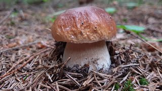 Белые грибы в еловом лесу ! Грибы 2019 !