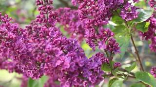 Free HD Stock Footage. Nature. Lilac blossom in wind. Футаж. Цветущая  сирень весной.