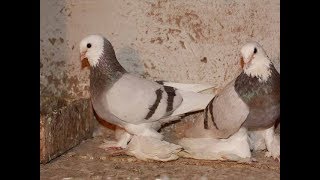 07.04.19. Птичий рынок г Прохладный ч2  Bird Market g Cool v2