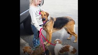 Dog Only Allows Little Girl To Rescue Him | The Dodo