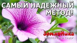 Обалденный способ посева и выращивания семян петунии на рассаду. Быстрые всходы.
