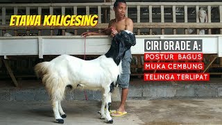 Ciri Kambing Etawa Kaligesing Betina Grade A 16 September 2018