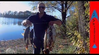 САЗАН КЛЮЕТ ДУПЛЕТОМ. Вторая рыбалка на БРОШЕННОМ ВОДОЕМЕ кружками.