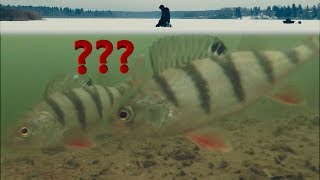 Безмотылка или Мормышка с мотылем??? Выбор Окуня! Первая Зимняя Рыбалка 2018 и Подводная съемка