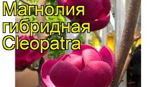 Магнолия гибридная Клеопатра. Краткий обзор, описание характеристик magnolia Cleopatra