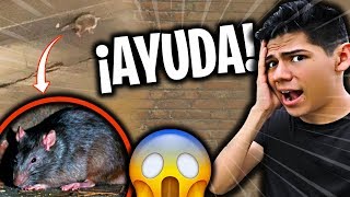 ¡SE METIÓ UNA RATA EN MI CASA! - [ANTRAX] ☣