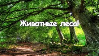 Животные леса