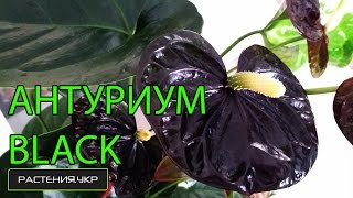Антуриум "Black Queen" уход в домашних условиях / Цветок мужское счастье