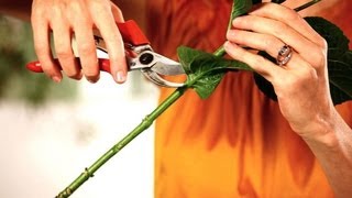 How to Prepare Flowers for Arrangement | Wedding Flowers